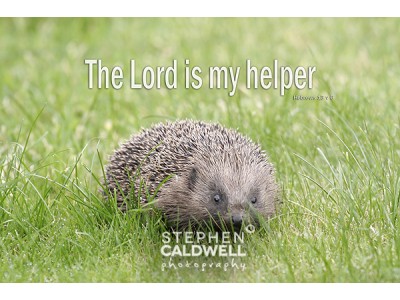 Hedgehog - Hebrews 13v6